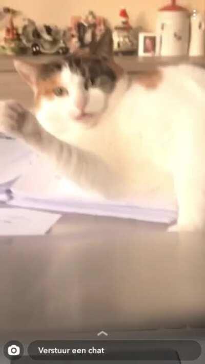 When you are studying and your cats says hi...