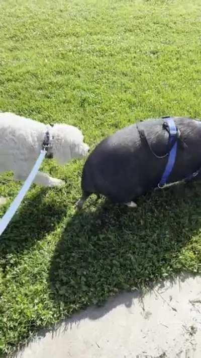 Enzo meets his first pig. As you’ll see, it’s not what he expected.