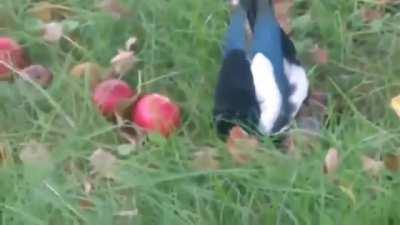 Magpie ate too many fermented apples, causing it to get drunk