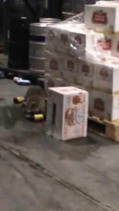 Raccoon got into some booze