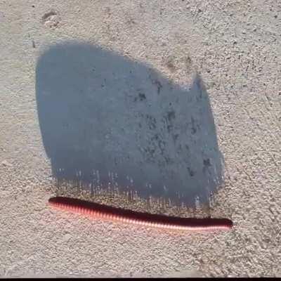 Marching Millipede Shadow