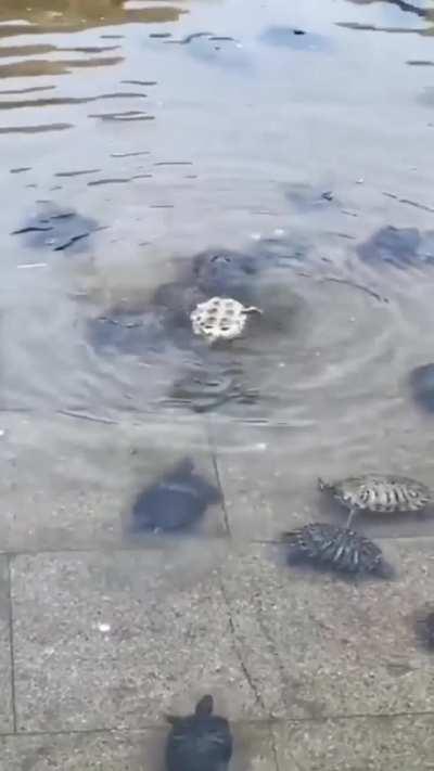 Turtles help each other out