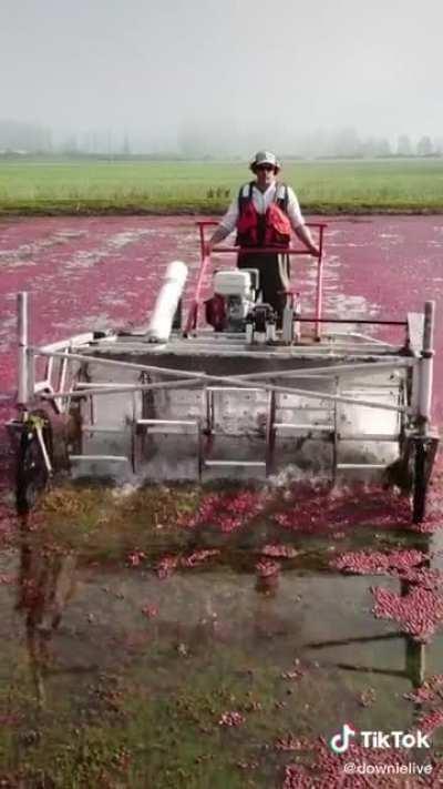 How cranberries are harvested!