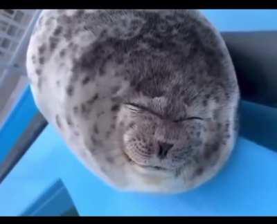 Seal pup sticks it’s tongue out