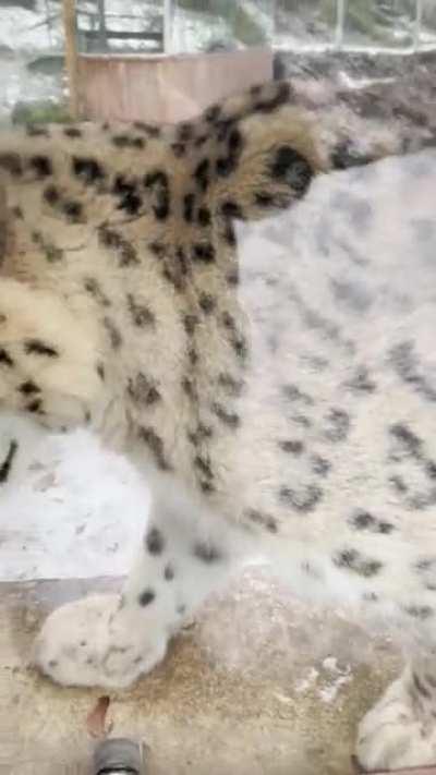 Speedy snep.