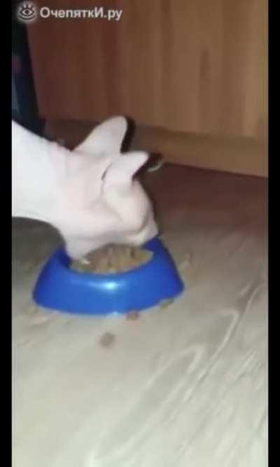 The way this cat eats