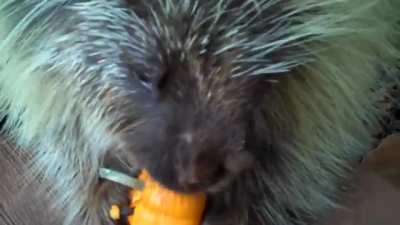 Happy, hungry porcupine (sound on)