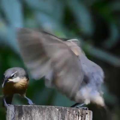 🔥 This poor male Victoria rifle bird failed to impress the female with his mating dance