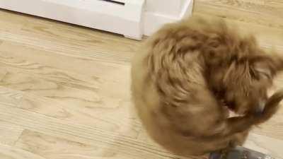 Jeff the labradoodle puppy attempts a 1440° and does not stick the landing