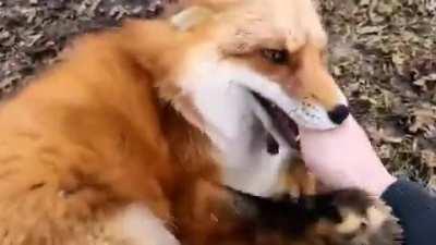 Fox laughing is just amazing