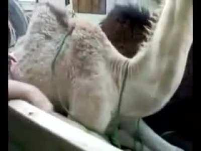 Ticklish camel