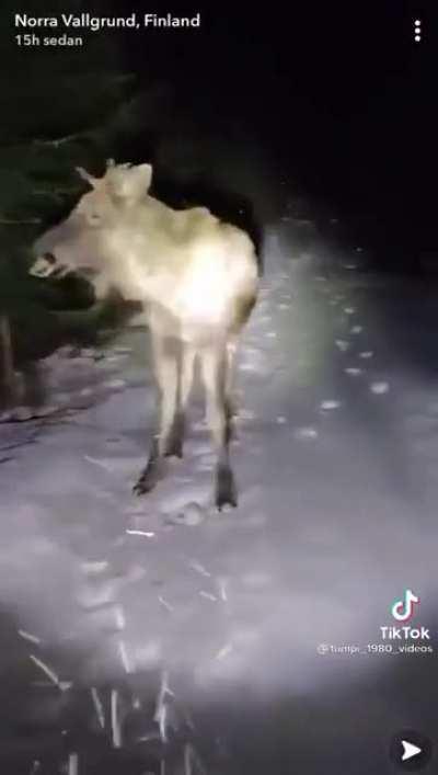 Man from Finland encounters moose and laughs