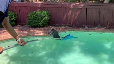 Helping a raccoon that fell into a pool and couldn’t get out