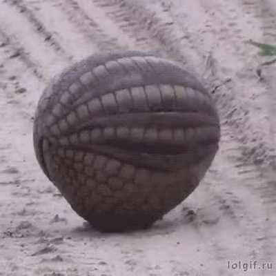 🔥 Armadillo rolls up into ball 🔥