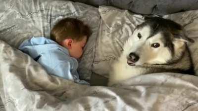 Dog refuses to leave the bed and then proceeds to fall asleep while looking after the little one