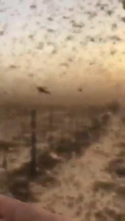 Locust Plague in Saudi Arabia