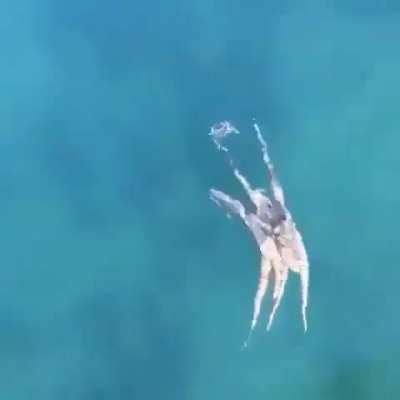 Octopus hunts crab.