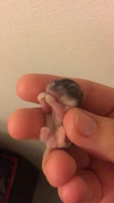 My baby hamster first time eating on his own, had to pick him up🥺