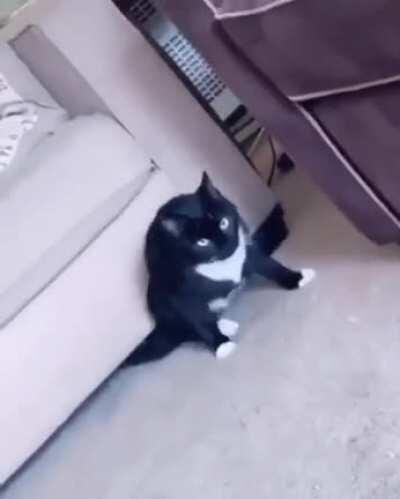 The fact a cat can fit under that couch makes me feel something I’ve never felt