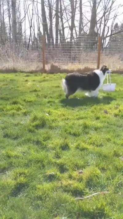 Good boy cleans up a yard full of eggs and finds the culprit that made the mess...