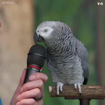 Talking Parrot