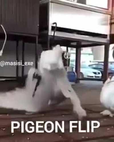 PIGEON FLIP FODASI