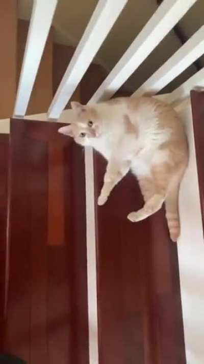 The way this cat takes the stairs