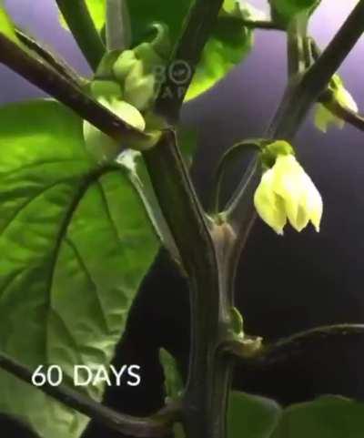 Timelapse of pepper growing