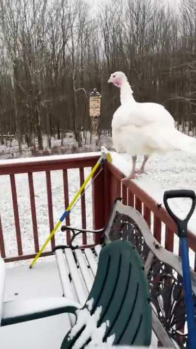 Every morning one of my turkeys is on the deck and can’t figure out how to get down even after I put out their food