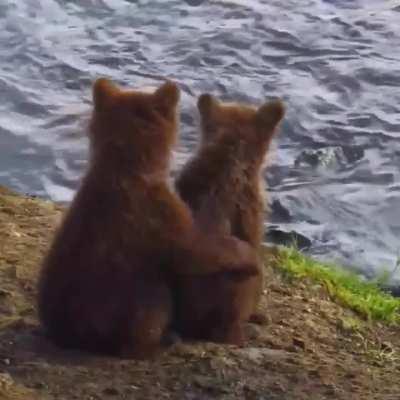 🔥 A precious moment between bear cub siblings