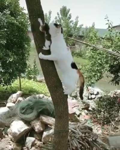 Cat climbs up a tree to save a kitten and carries it down with its mouth