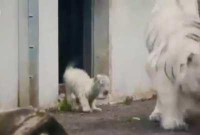 Tiger cub sneaks up on it's mom