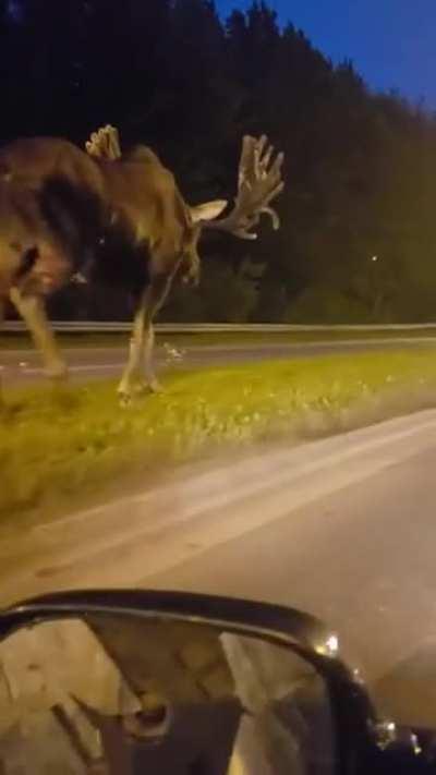 Meanwhile in Alaska: this giant wandering in the streets at midnight...