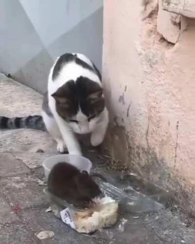 HMC while I fail as a cat.