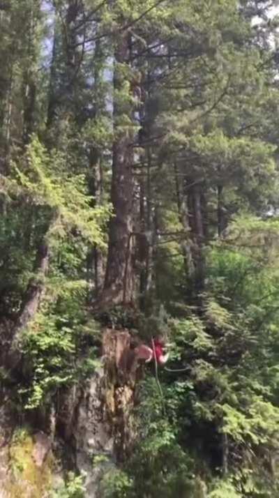 WCGW standing on a small branch