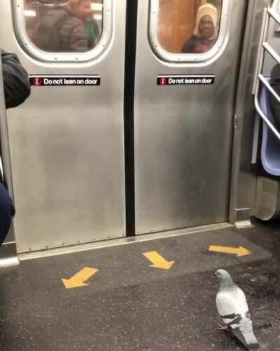 Pigeons are scary