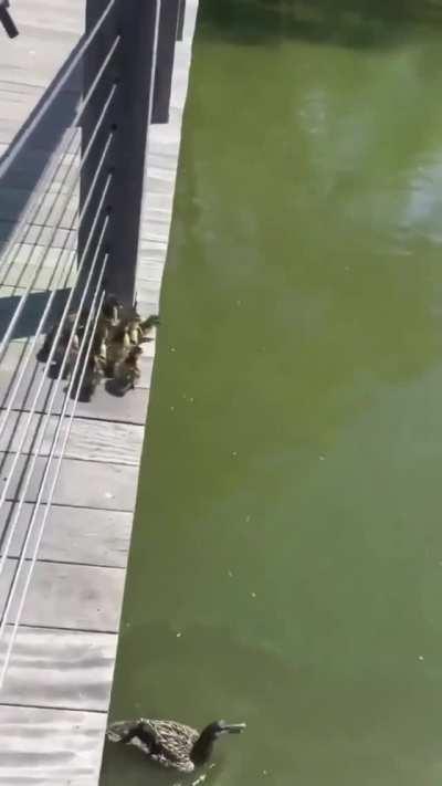 These ducklings taking a leap of faith