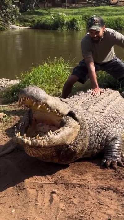 This is Henry, a Nile crocodile. It is reported to be the oldest known crocodile in the world, born on December 16, 1900