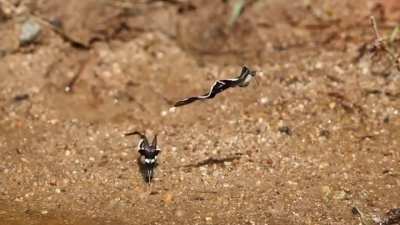 The wings of the Dragontail Butterfly