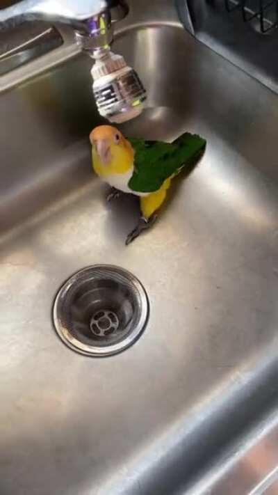 The way this bird lets her owner know she wants a bath!