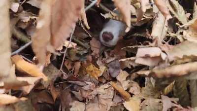 So my dog disappeared into the leaves and we started to worry because he didn't come back out for awhile. I thought maybe he fell into a hole or something. Finally decided to go check on him...