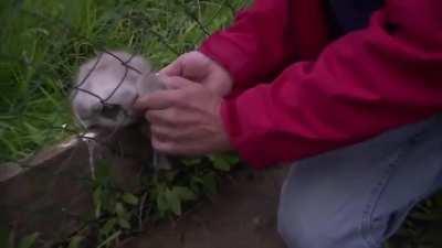 Man saves a baby swan while it's mom is being a mama!