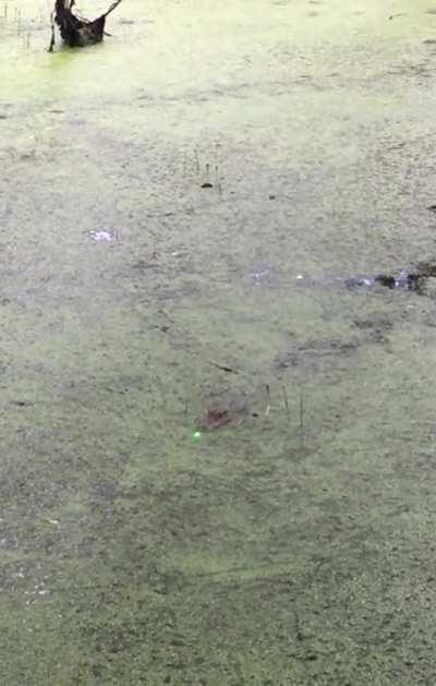 Baby alligator chasing a laser pointer