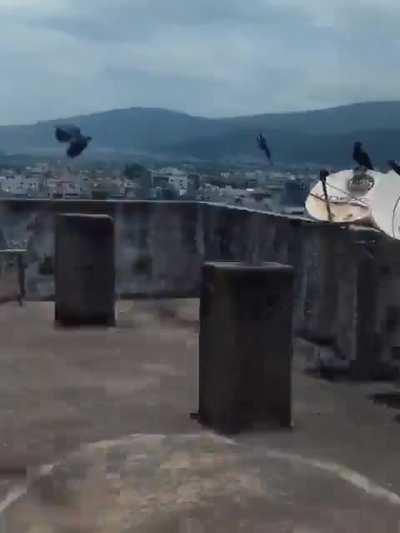 [OC] I have no idea why these crows are fighting but found it funny how other crows are just enjoying the show.