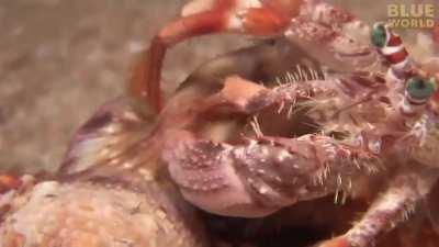 🔥 Hermit crab taking the anemone with itself to a new shell