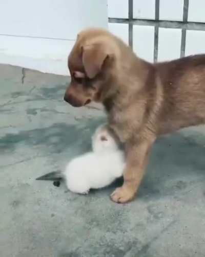 It’s a smol doggo with smoller catto