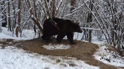 Abused zoo bear still circles in imaginary cage seven years after being freed (story in the comments)