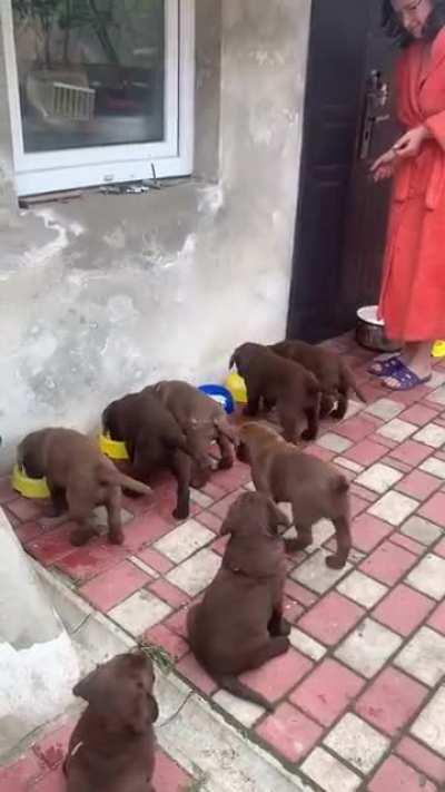 Polite puppies wait for their meal.