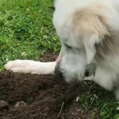 Dog meets groundhog.