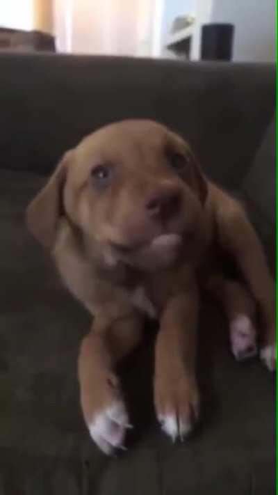 This puppy waking up is soo cute &amp;lt;3